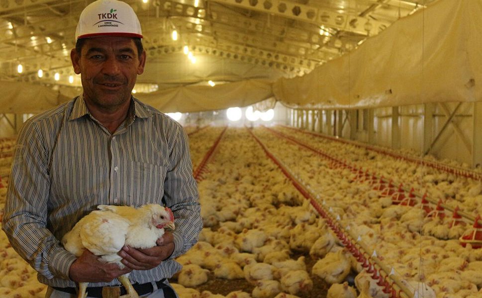 TKDK’dan hayvancılık sektörüne 30 milyon avroluk yeni hibe desteği