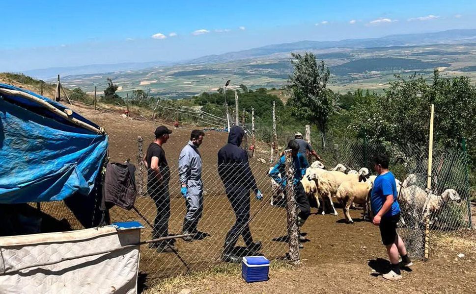 Mecitözü’nde aşılama ve küpeleme çalışmaları devam ediyor