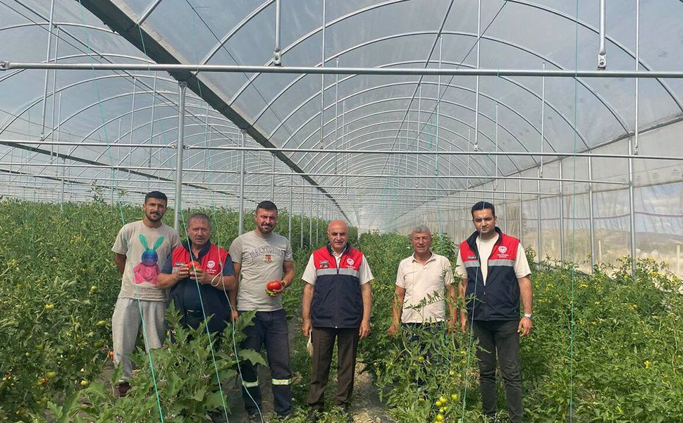 Örtü altı domates üretimi sıkı denetimden geçiyor