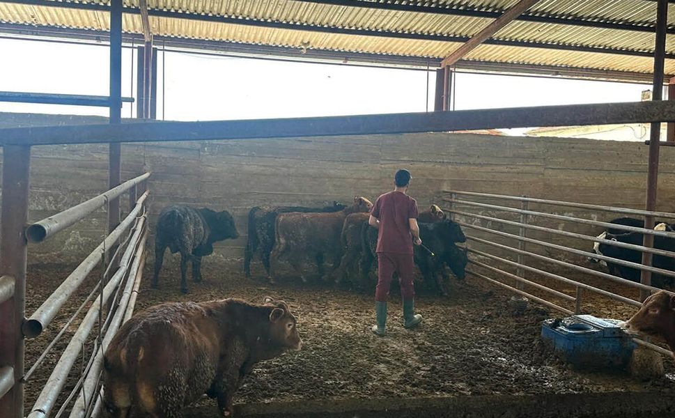 Mecitözü’nde ithal hayvanlar denetlendi
