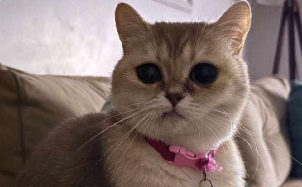 İskilip’te Badem isimli kedi kayboldu