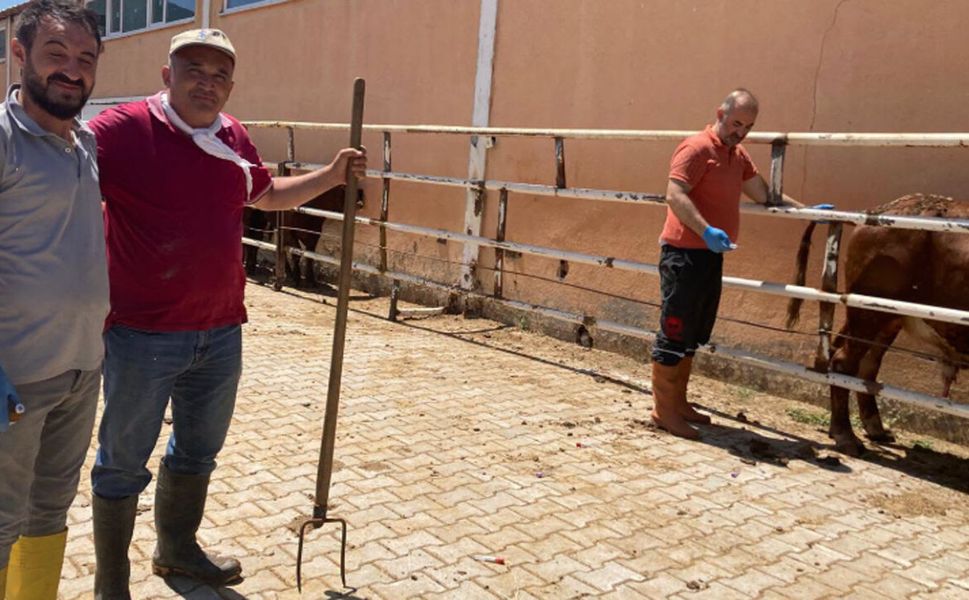 Dodurga’da ithal besilik hayvanlara sağlık kontrolü