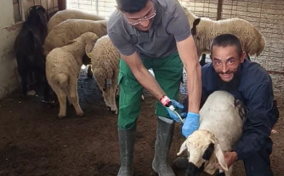 Çorum’da küçükbaş hayvanlarda aşılama ve küpeleme çalışmaları sürüyor