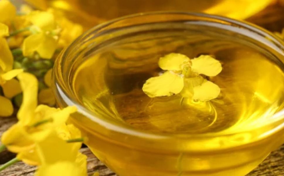 Çorum’da alternatif ürün olarak öne çıkıyor: Kanola nedir, ne işe yarar?