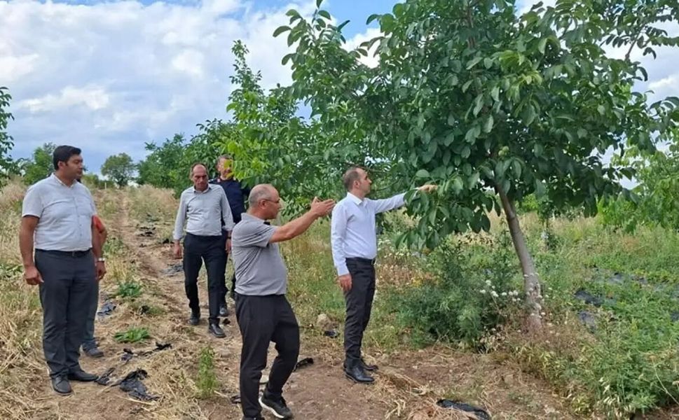 Atıl araziler üretime kazandırıldı: Bakın ne yetiştiriliyor?