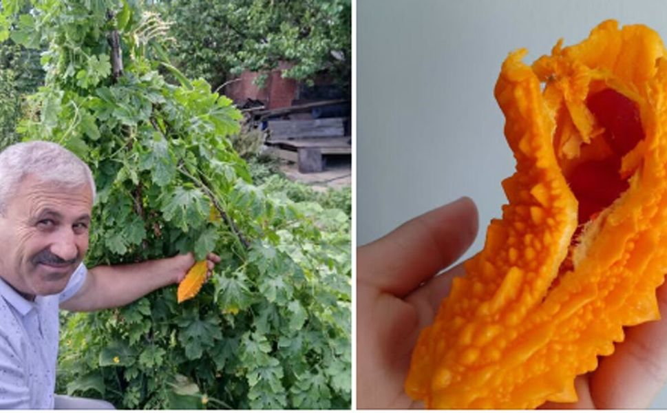 Sungurlu’da kudret narı yetiştirildi