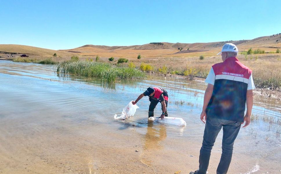 Gölet ve barajlara binlerce yavru balık bırakıldı