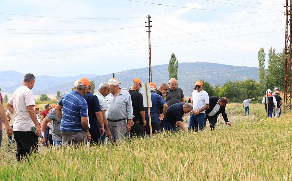 Osmancık’ta çeltik tohumu deneme sahası tanıtıldı