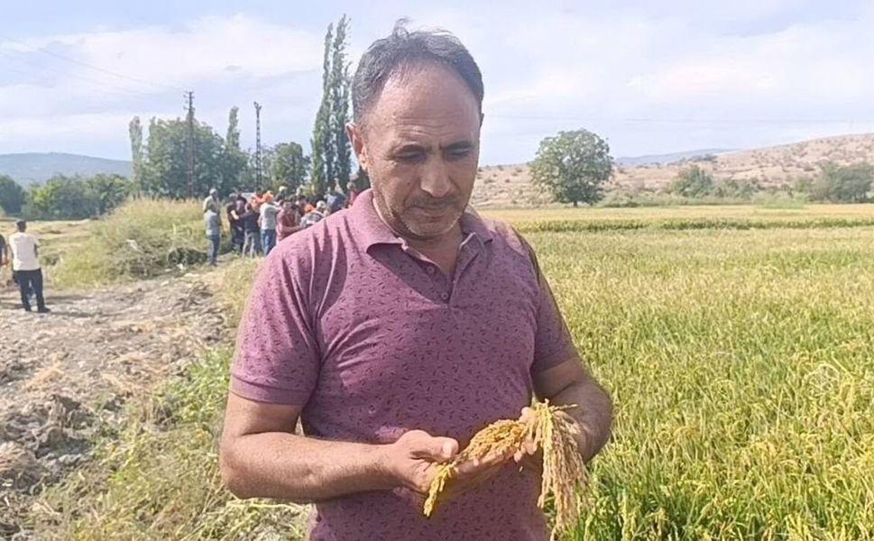 Çeltik üreticisinde fiyat endişesi