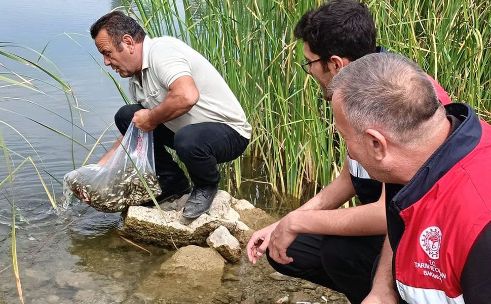 Çorum'un bu ilçesindeki 3 gölete balık bırakıldı