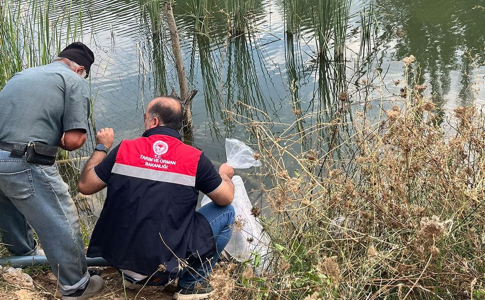 Dodurga'da gölete yavru balık bırakıldı