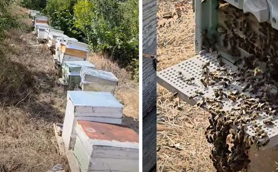 Çorum'un bu ilçesinde arılı kovanlar tek tek tespit edildi