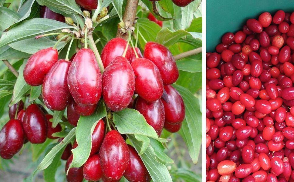 Çorum’da da yetişiyor, faydaları saymakla bitmiyor