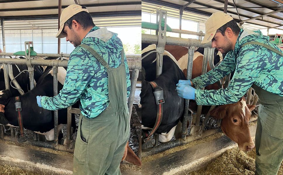 Osmancık’ta ari işletmelerde hastalık taraması yapıldı