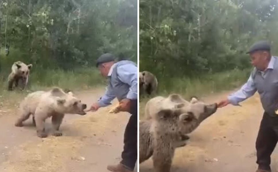Yaşlı adam tehlikye aldırmadı ayılarla burun buruna geldi!