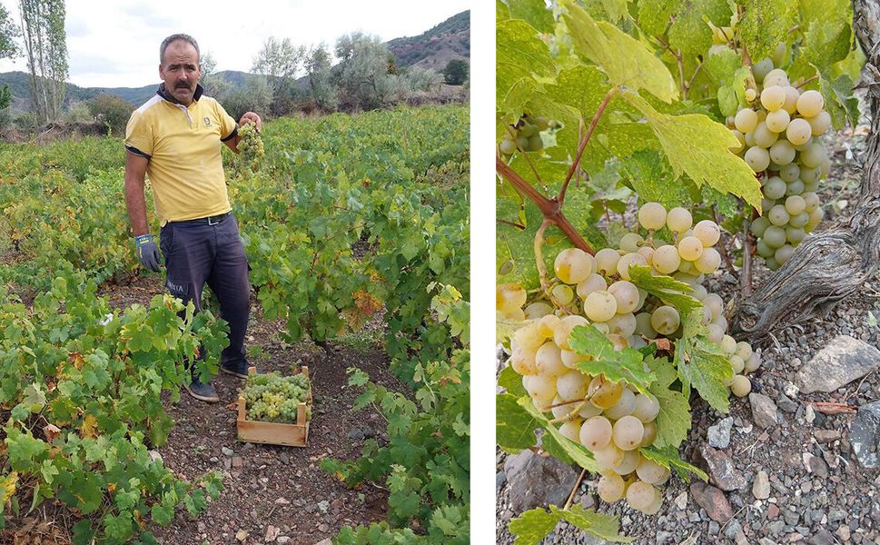 Bağ bozumu başladı: Ayağıbüyük üzümü tezgâhlardaki yerini aldı