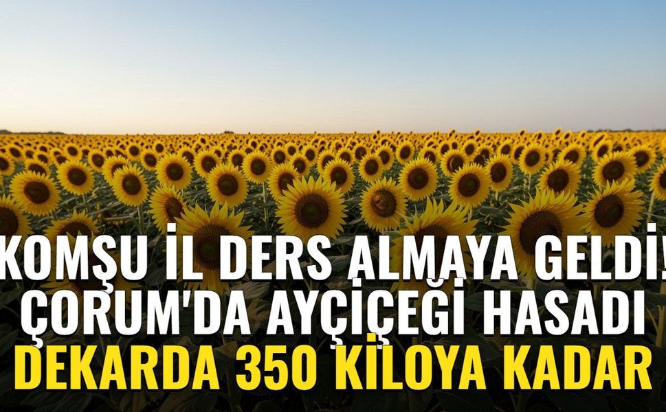 Komşu il Çorum'a ders almaya geldi! Hasat sürüyor, dekarda 350 kiloya kadar verim bekleniyor
