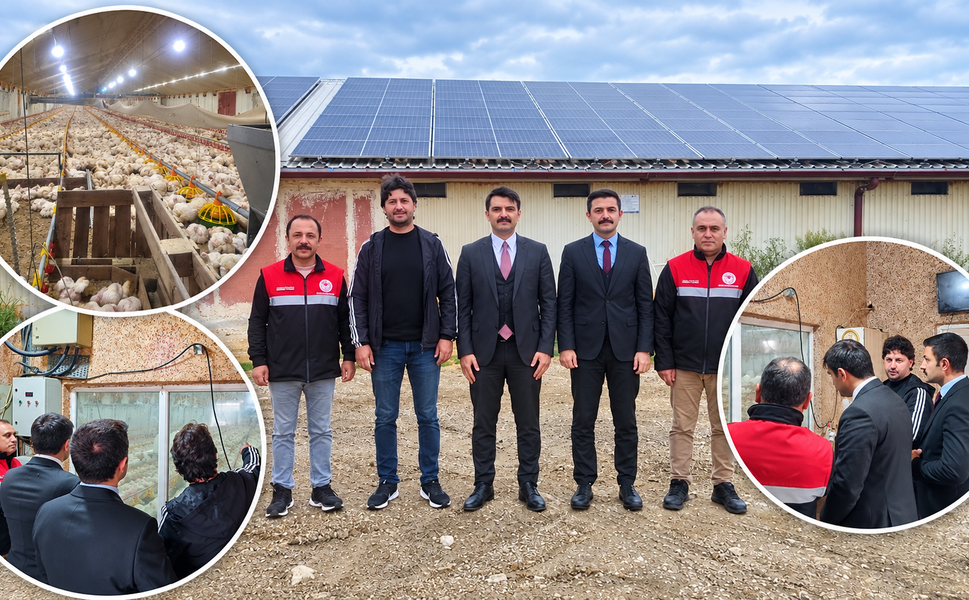 Yılda 300 bin etlik piliç yetiştiriliyor: Üretime dev katkı