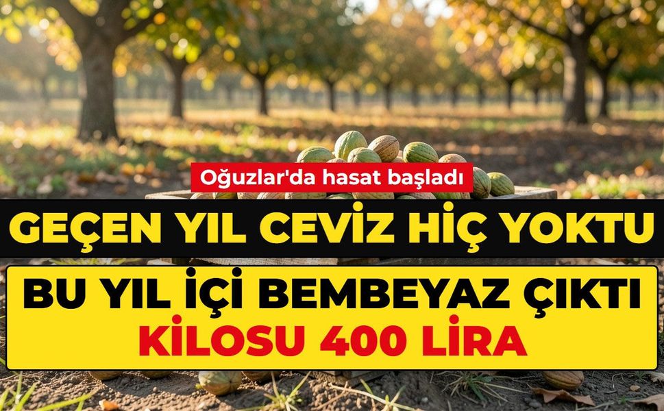 Geçen yıl ceviz hiç yoktu. Bu yıl içi bembeyaz çıktı, kilosu 400 lira