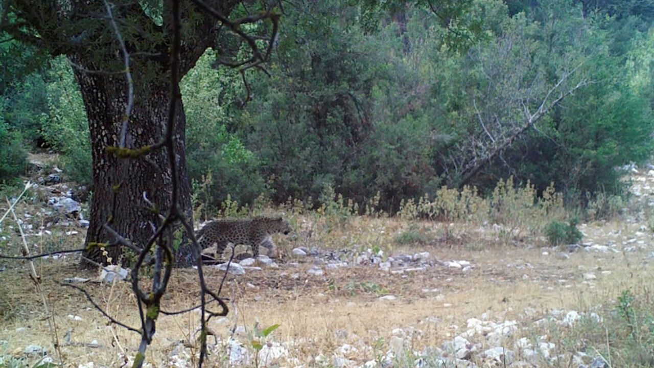 Anadolu Parsı 2