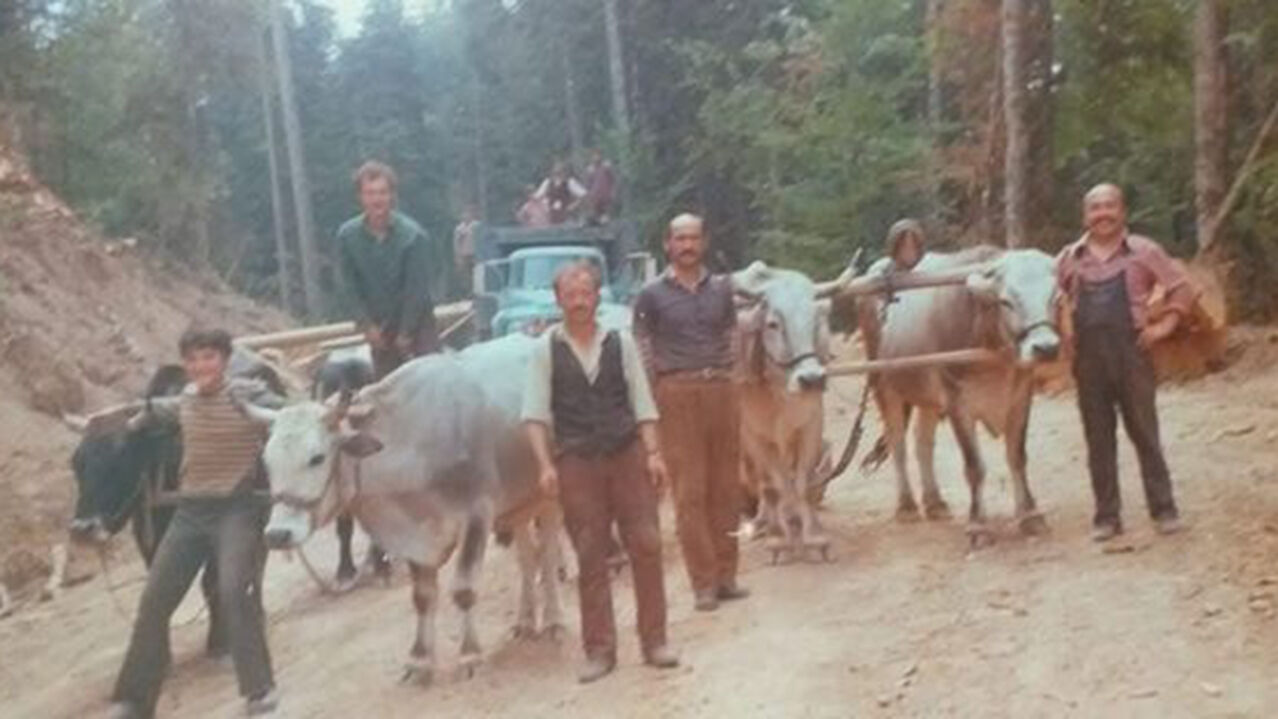 Türkiye'de Ilk Orman Işçi Grevlerinden Biri Öküz Arabacıları Eylemi 4