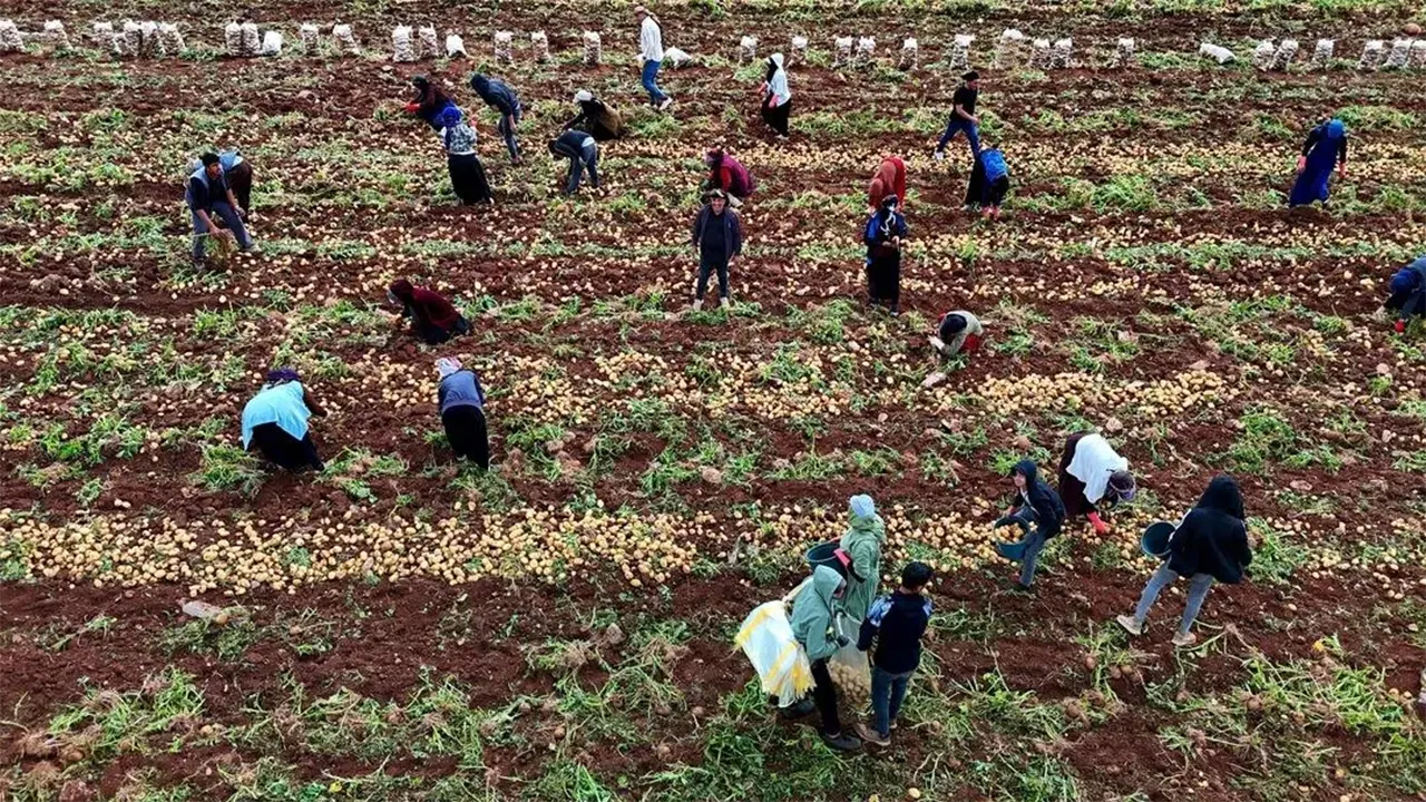 Patates Yükleyicileri 2