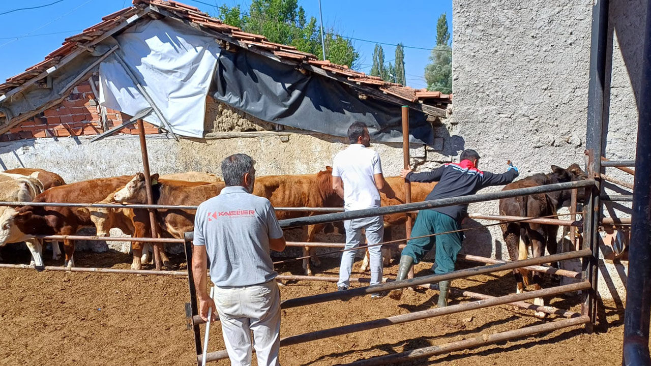 Sapasılama (4)