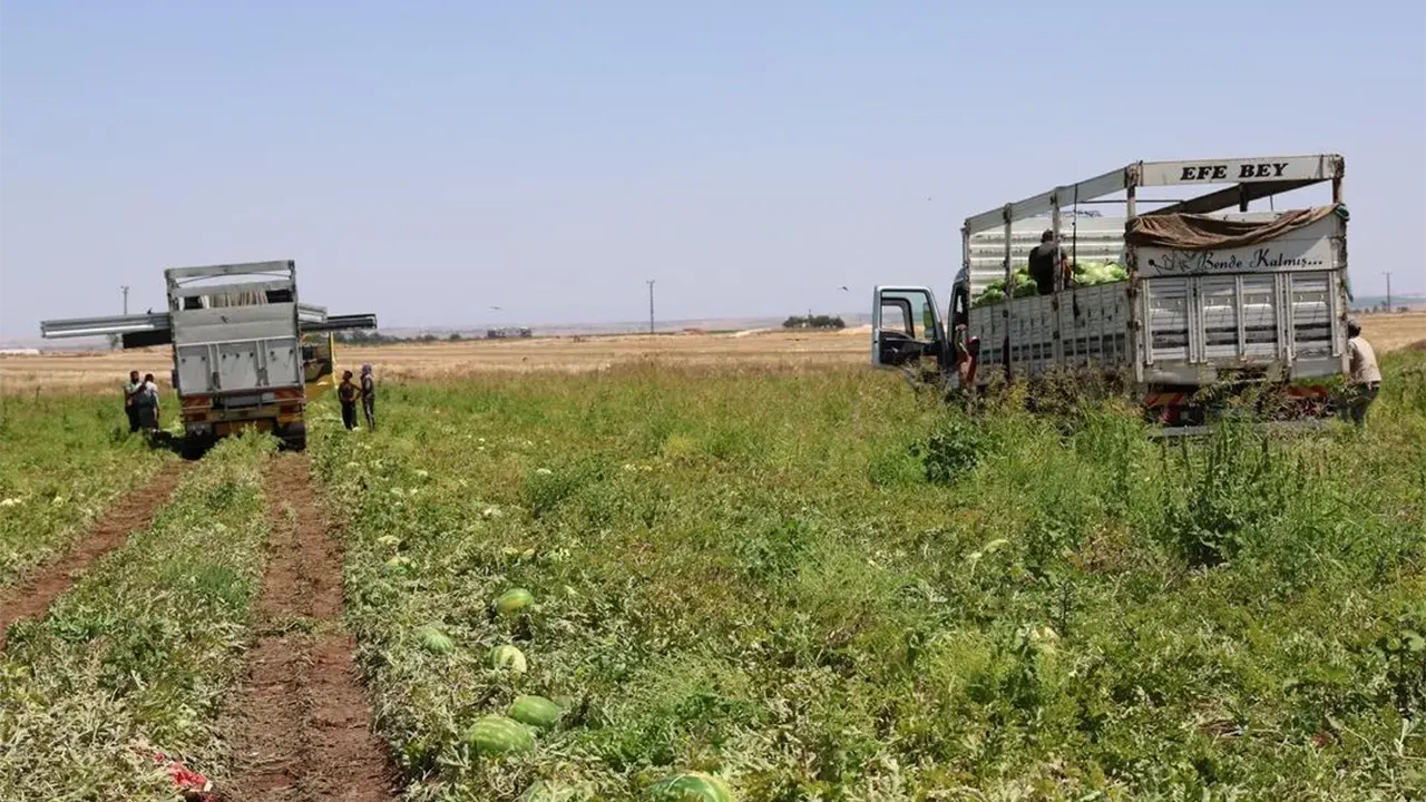 Tarladan Markete Karpuz Fiyatı 1 Tl Üretici Fiyatı Raflara Yansıyor Mu 2