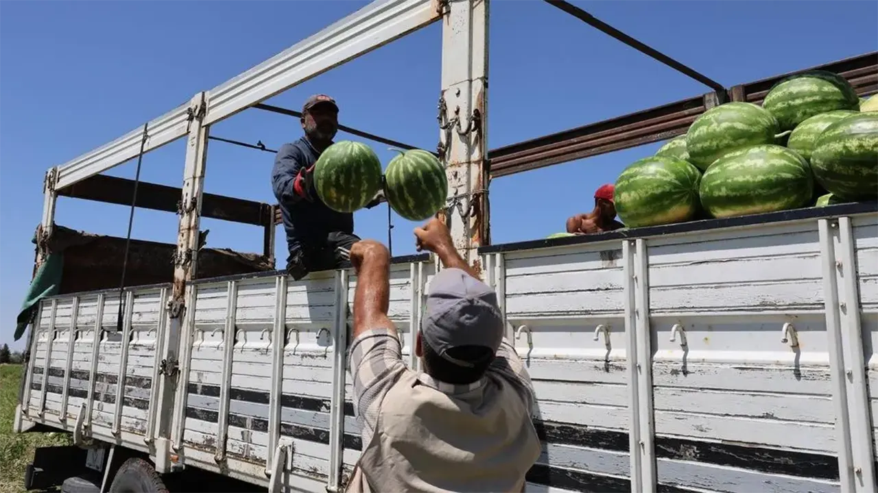 Tarladan Markete Karpuz Fiyatı 1 Tl Üretici Fiyatı Raflara Yansıyor Mu 4