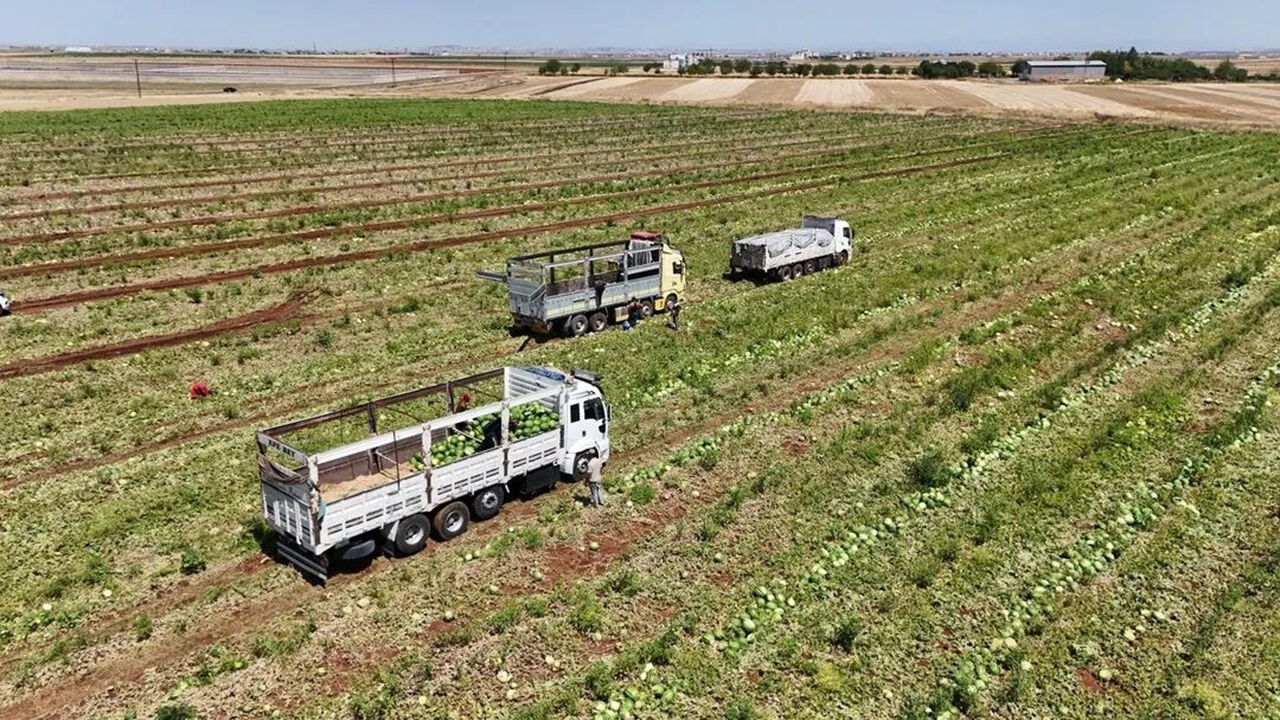 Tarladan Markete Karpuz Fiyatı 1 Tl Üretici Fiyatı Raflara Yansıyor Mu