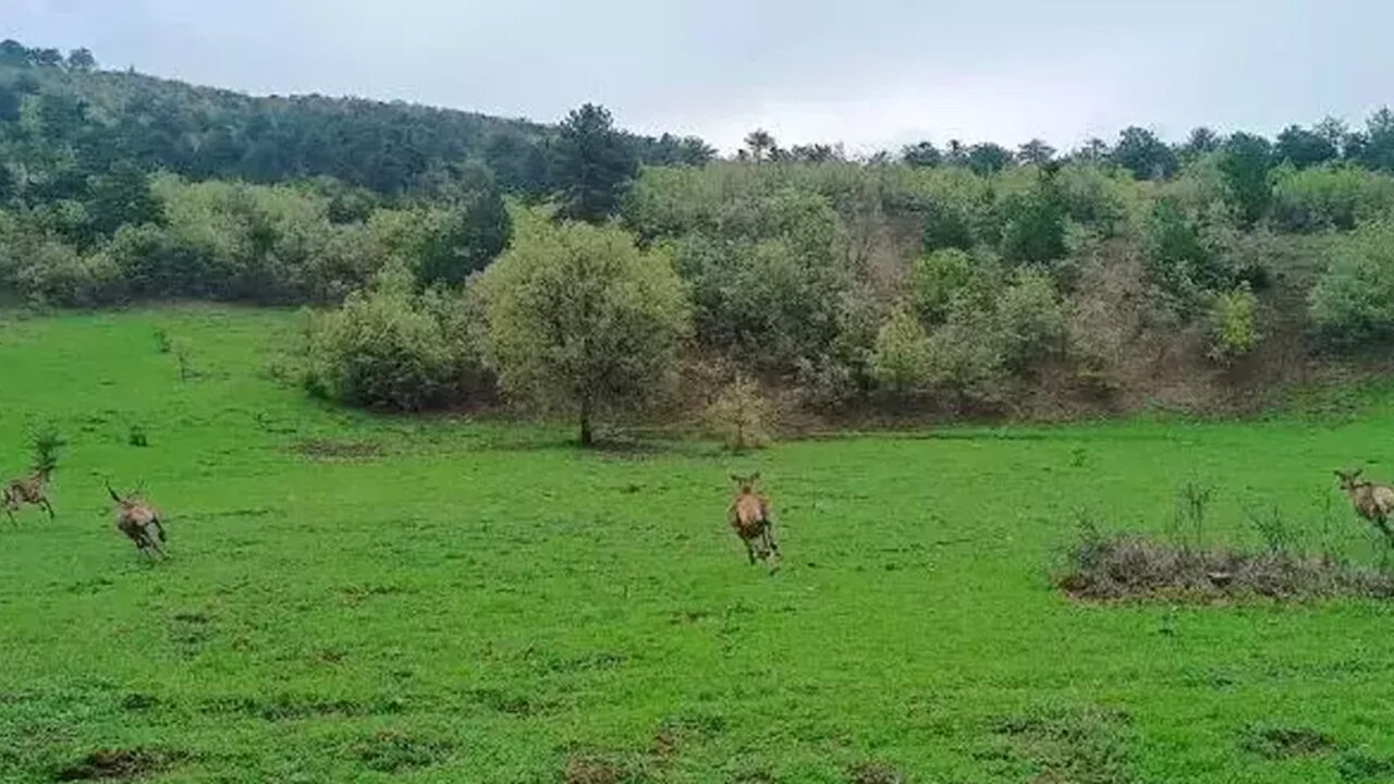 Kizil Geyik1