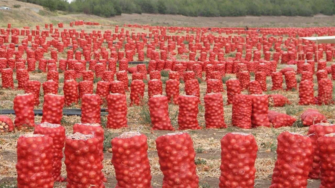 Sogan Hasadi3