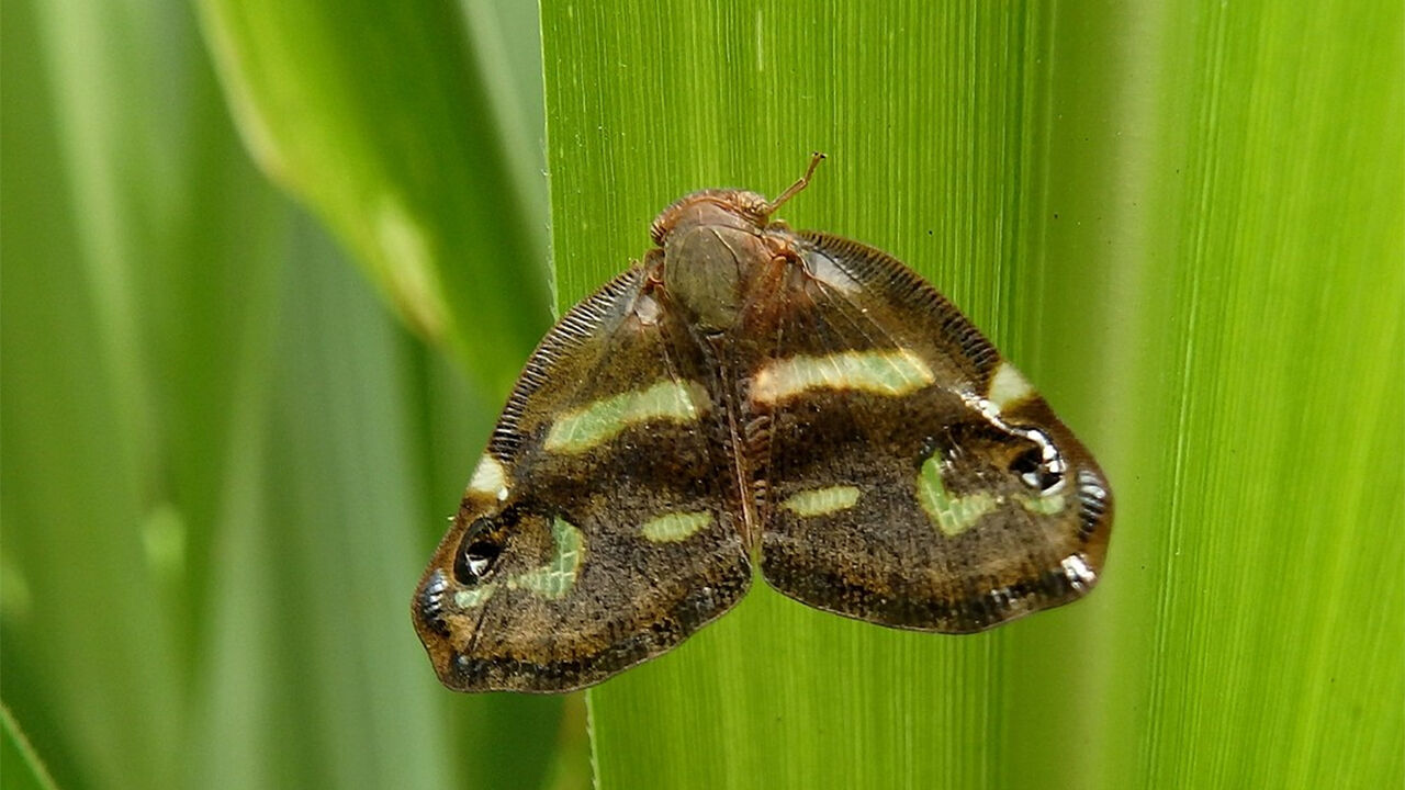 Vampir Kelebek2