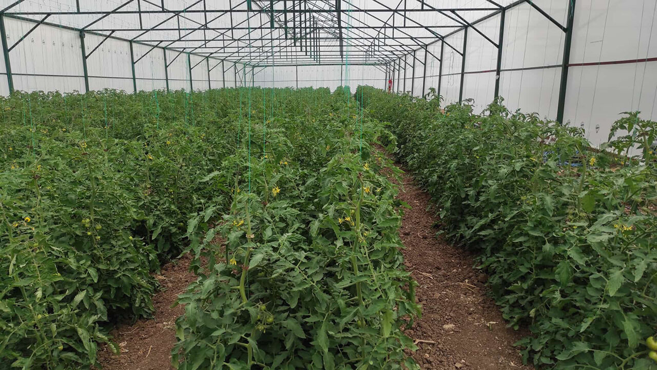 Alacadomatesserası (3)