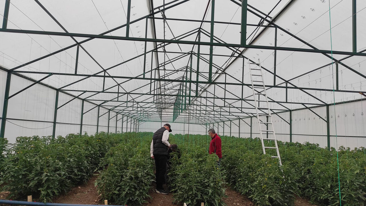 Alacadomatesserası (4)