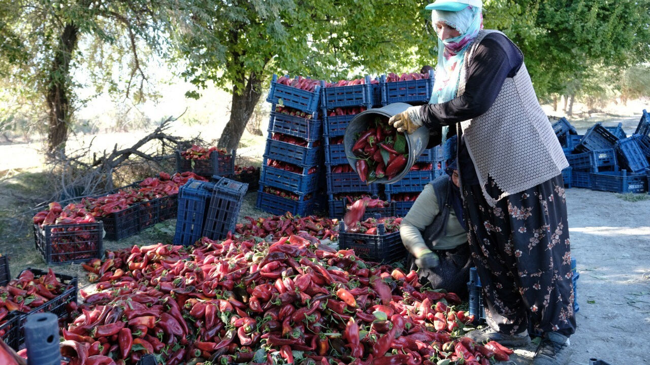 Kapya Biber1