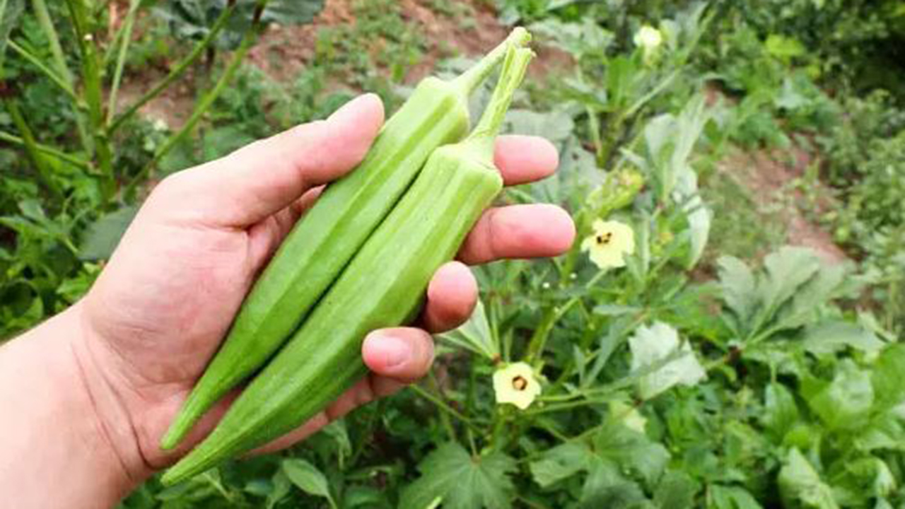 Kargıbamya (1)