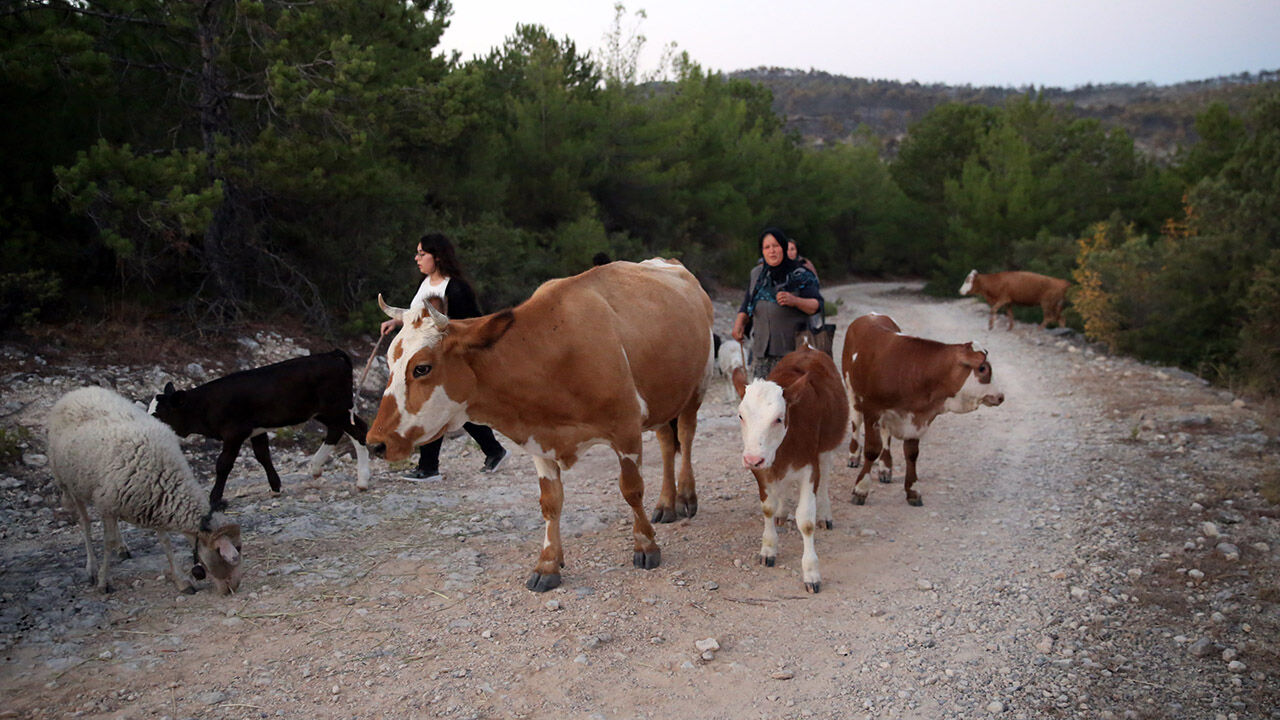 Kastamonuyangın (2)