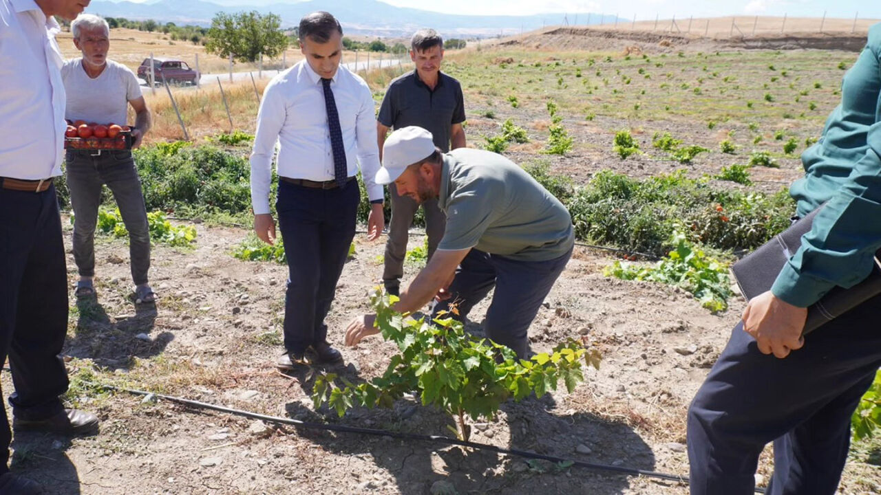 Osmancıkuzum (3)