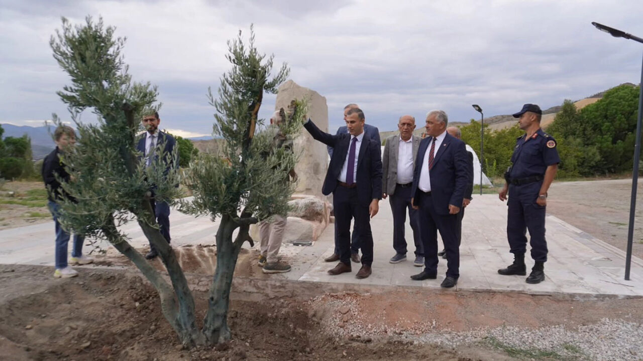 Osmancıkzeytinagacı (2)
