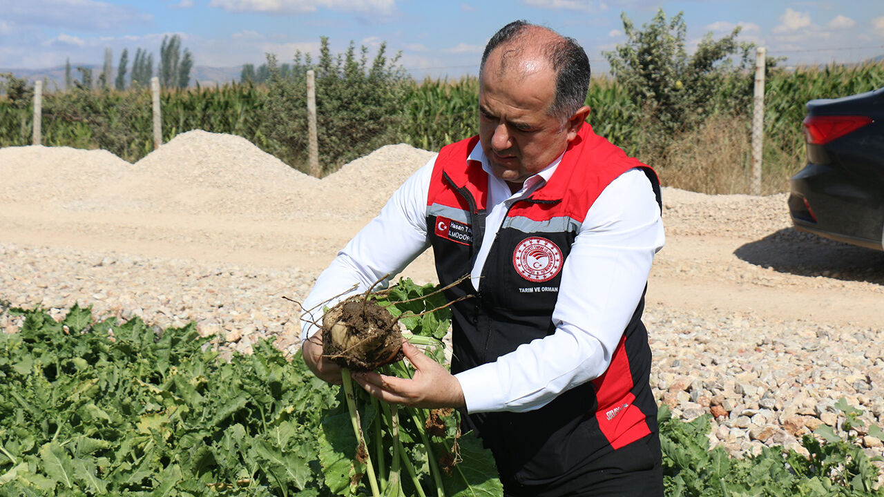 Sekerpancarı (3)