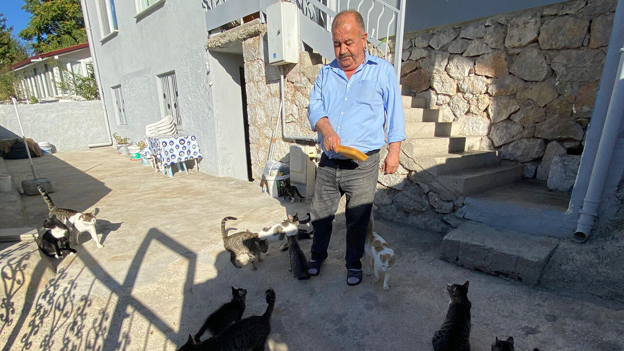 Kedi (11)