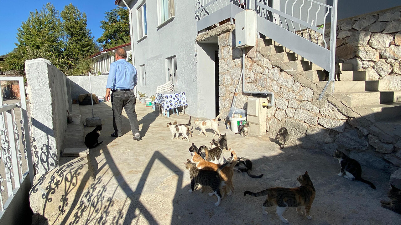 Kedi (4)