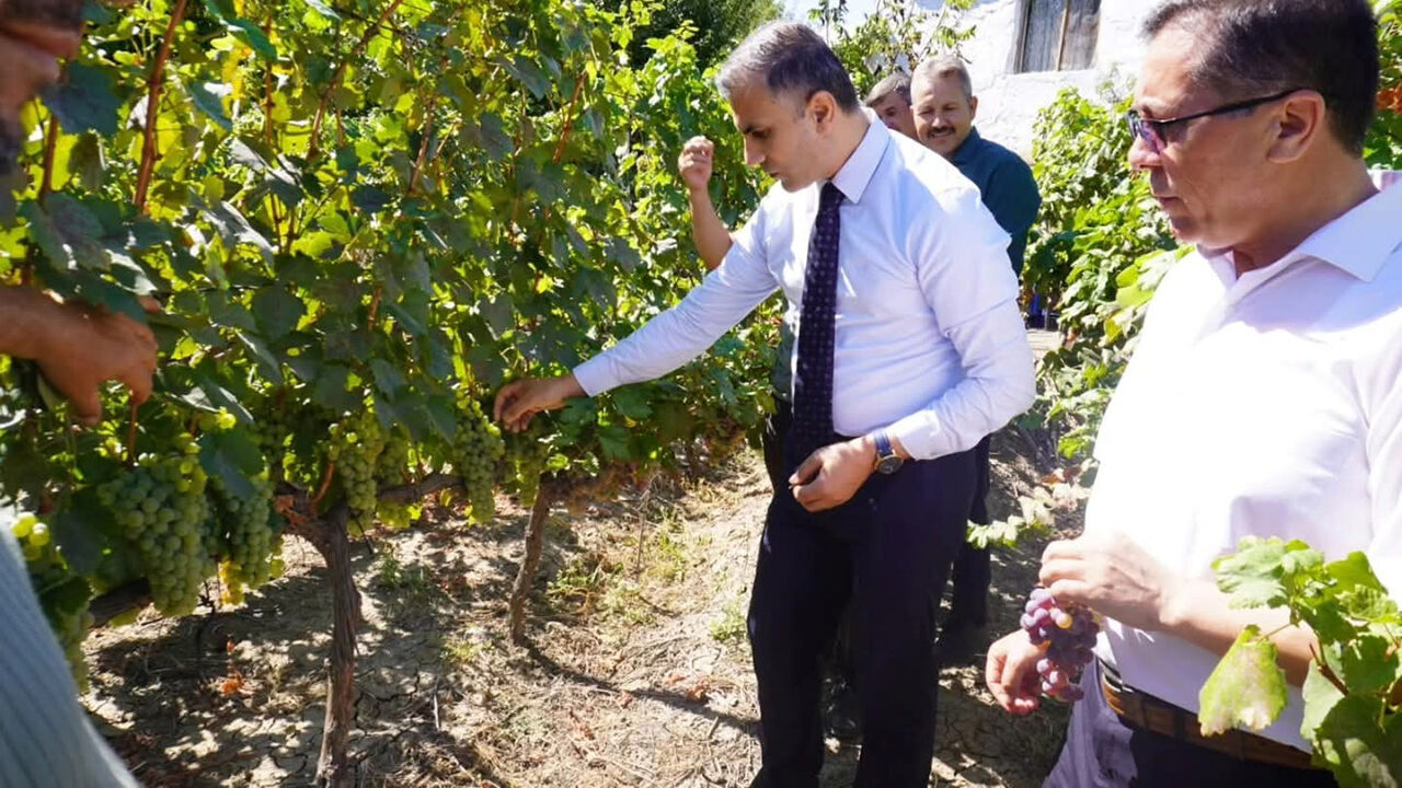 Osmancıkuzum (1)-1