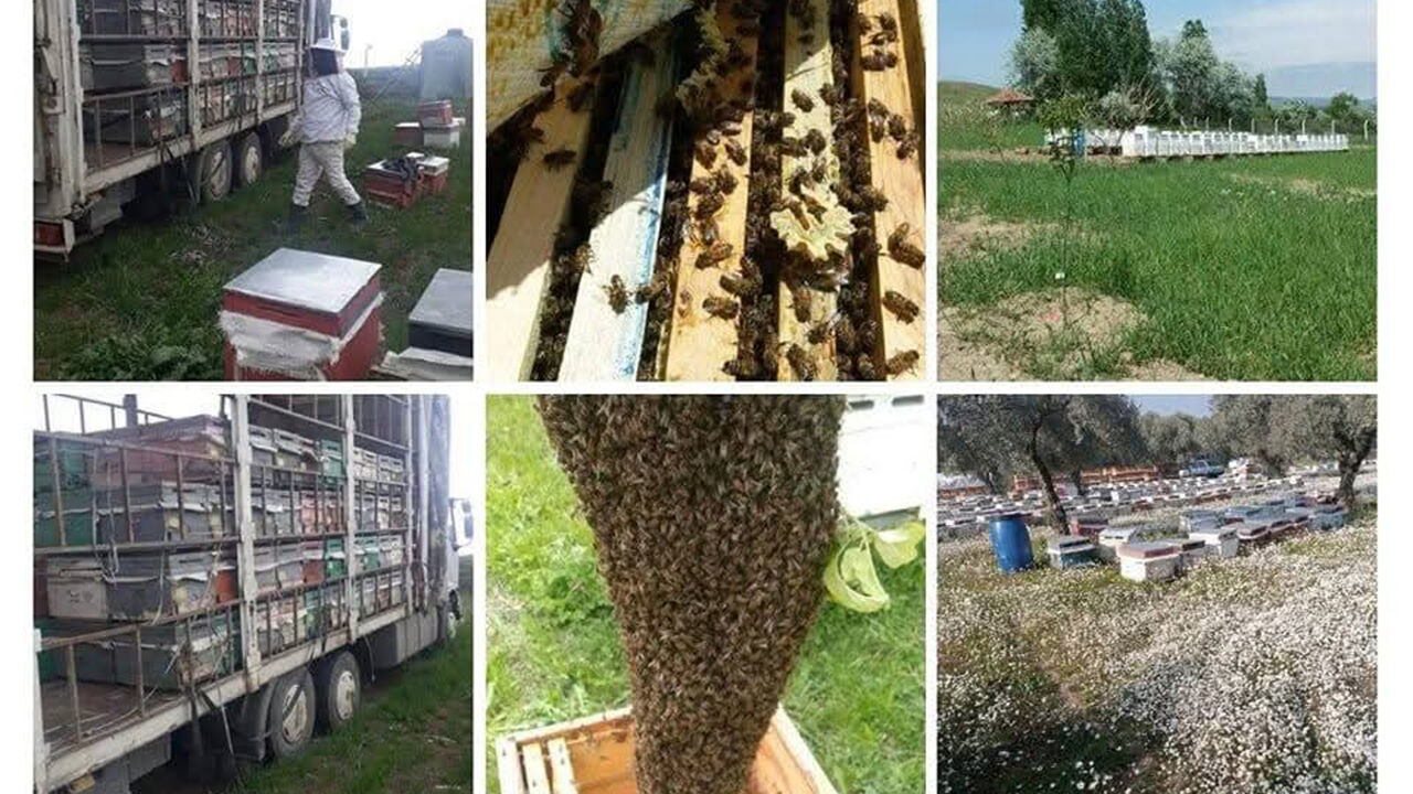 Arıcılıkkursu (2)