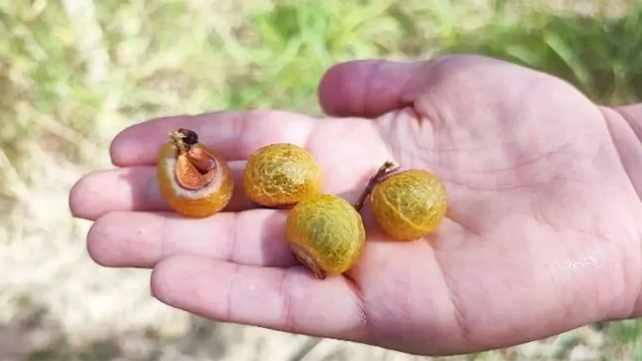 Güzelliğe Yön Veren Meyve Türkiye’de Üretim Hamlesi Başlıyor 2