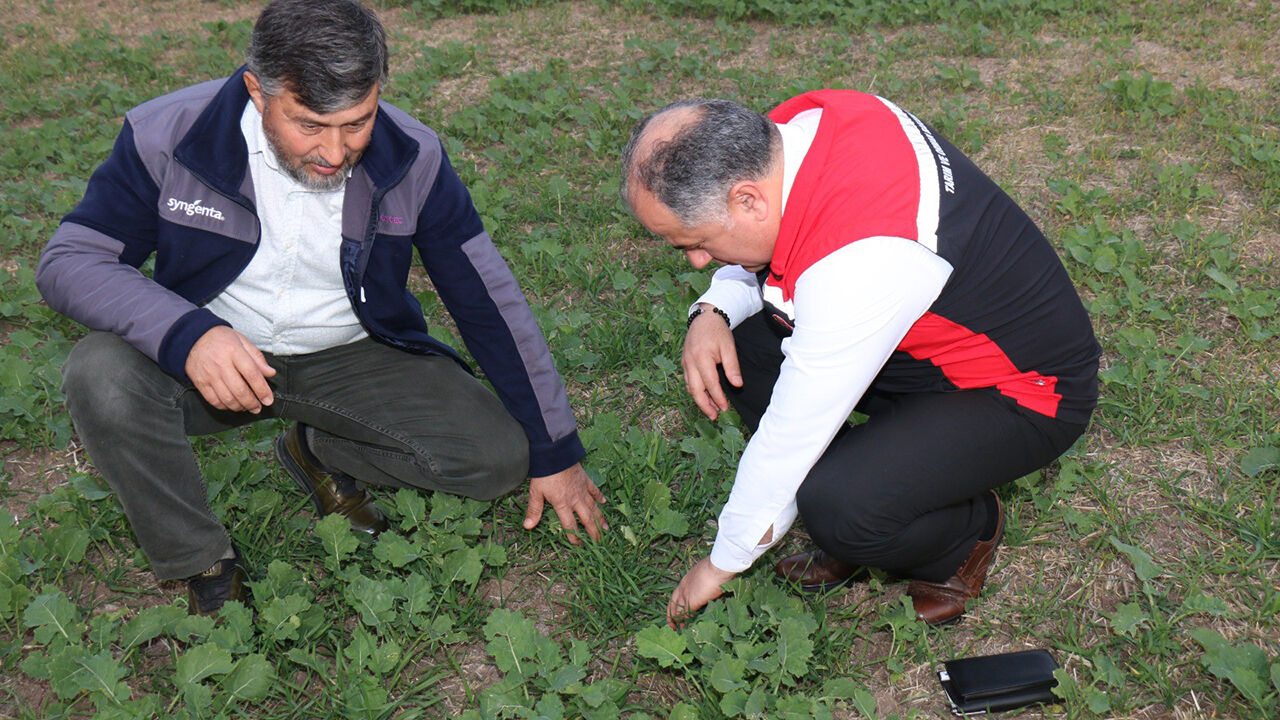 Iltarım (1)-1