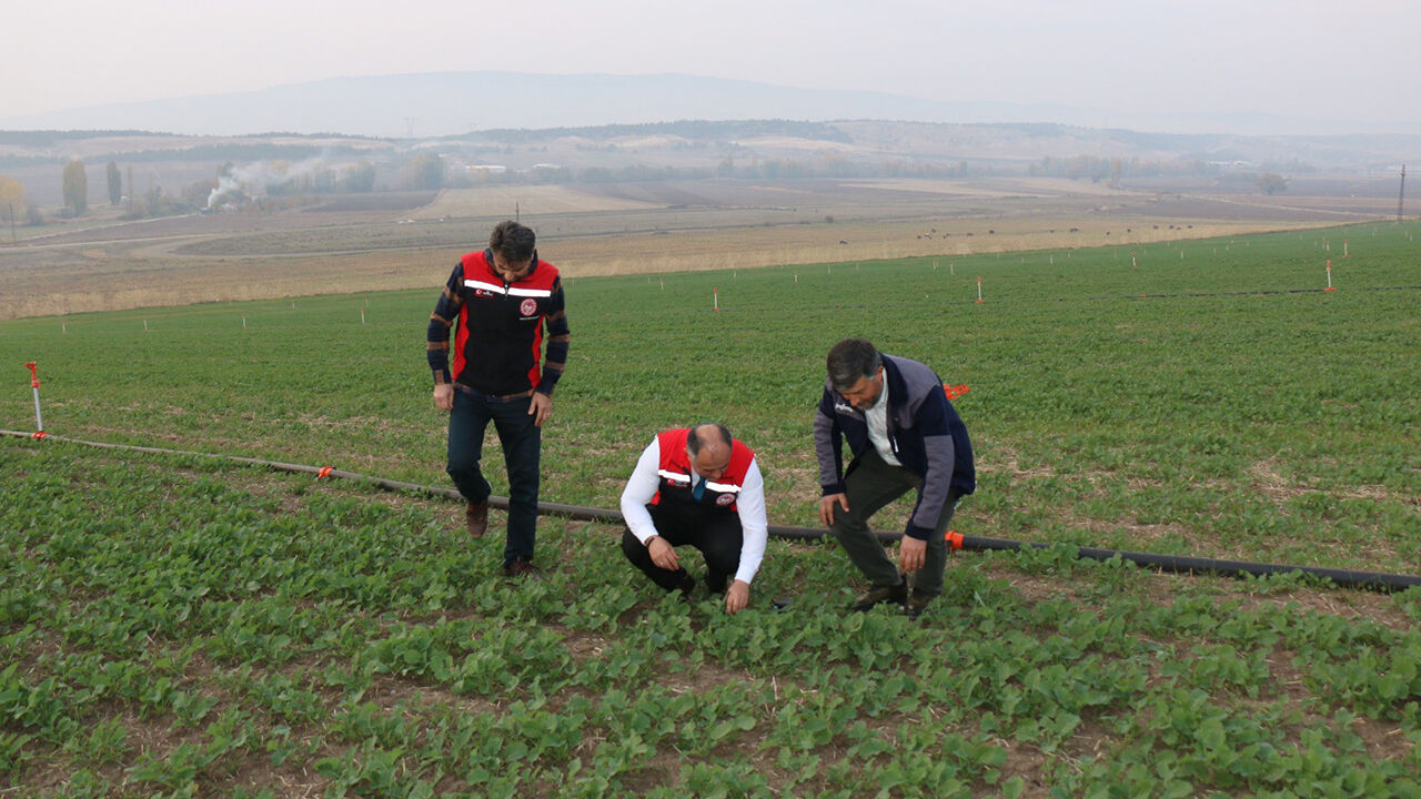 Iltarım (3)-1