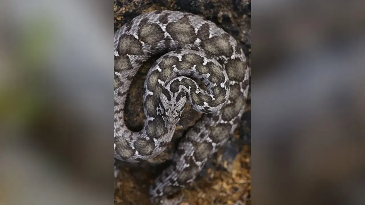 Bilim Dünyası Bu Keşfi Konuşuyor Osmanlı Engereği Çankırı’da Görüldü 4