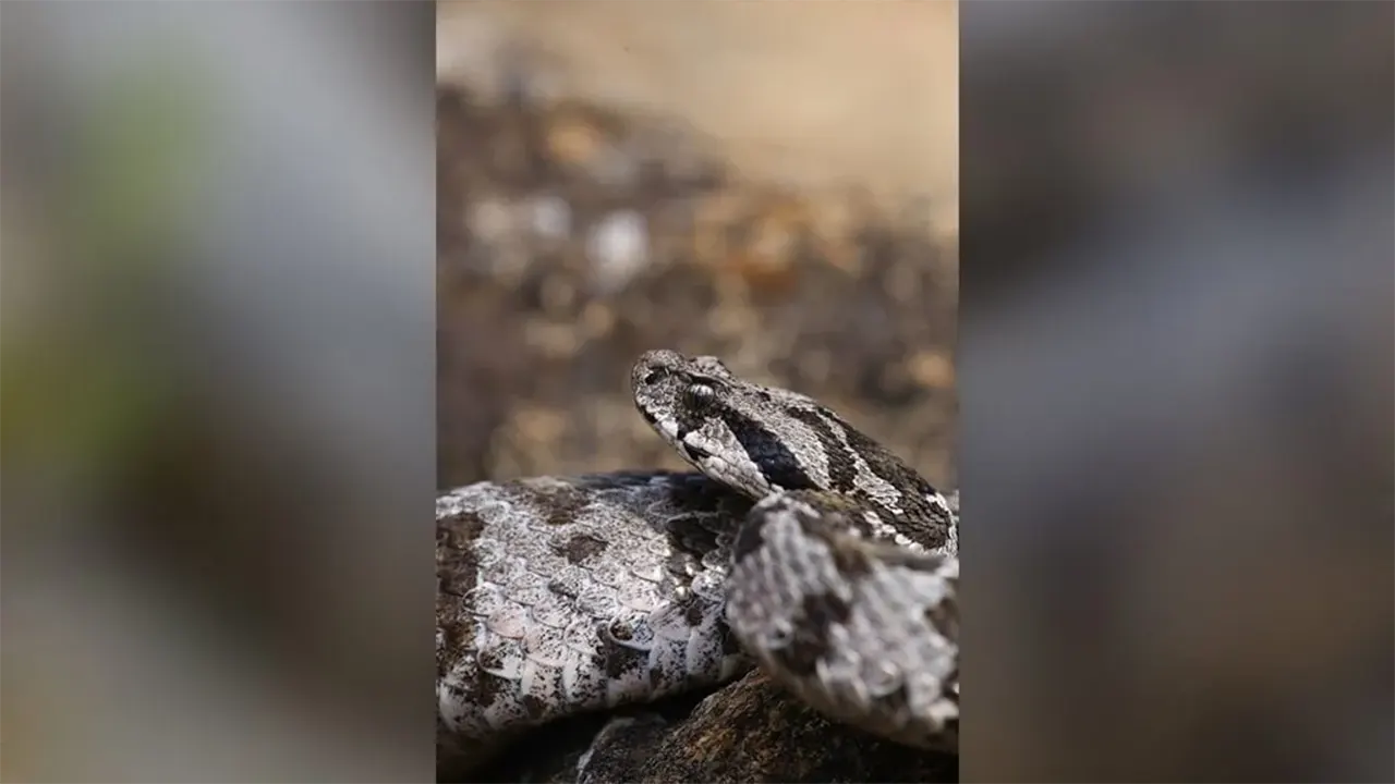 Bilim Dünyası Bu Keşfi Konuşuyor Osmanlı Engereği Çankırı’da Görüldü